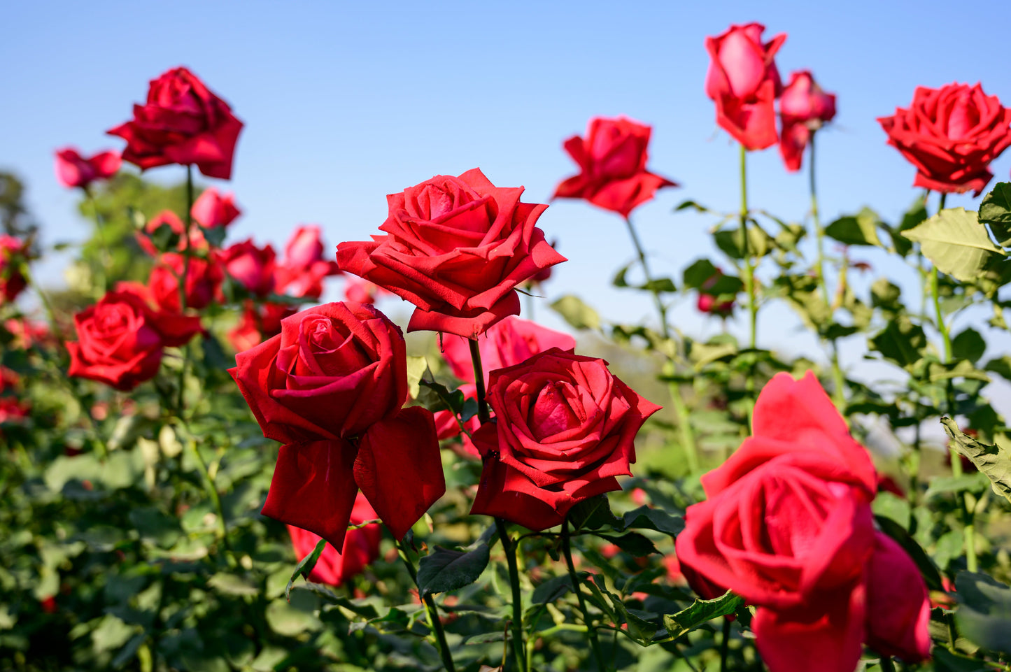 fresh rose flower - 1kg