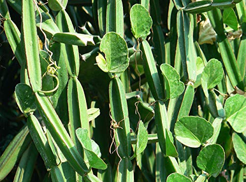 BSD Organics HerbY Powder of Pirandai/Veld Grape/Cissus Quadranglaris/Adamant Creeper for Joint Wellness - 200 Grams