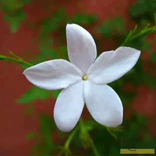 Fresh Jasmine Flowers